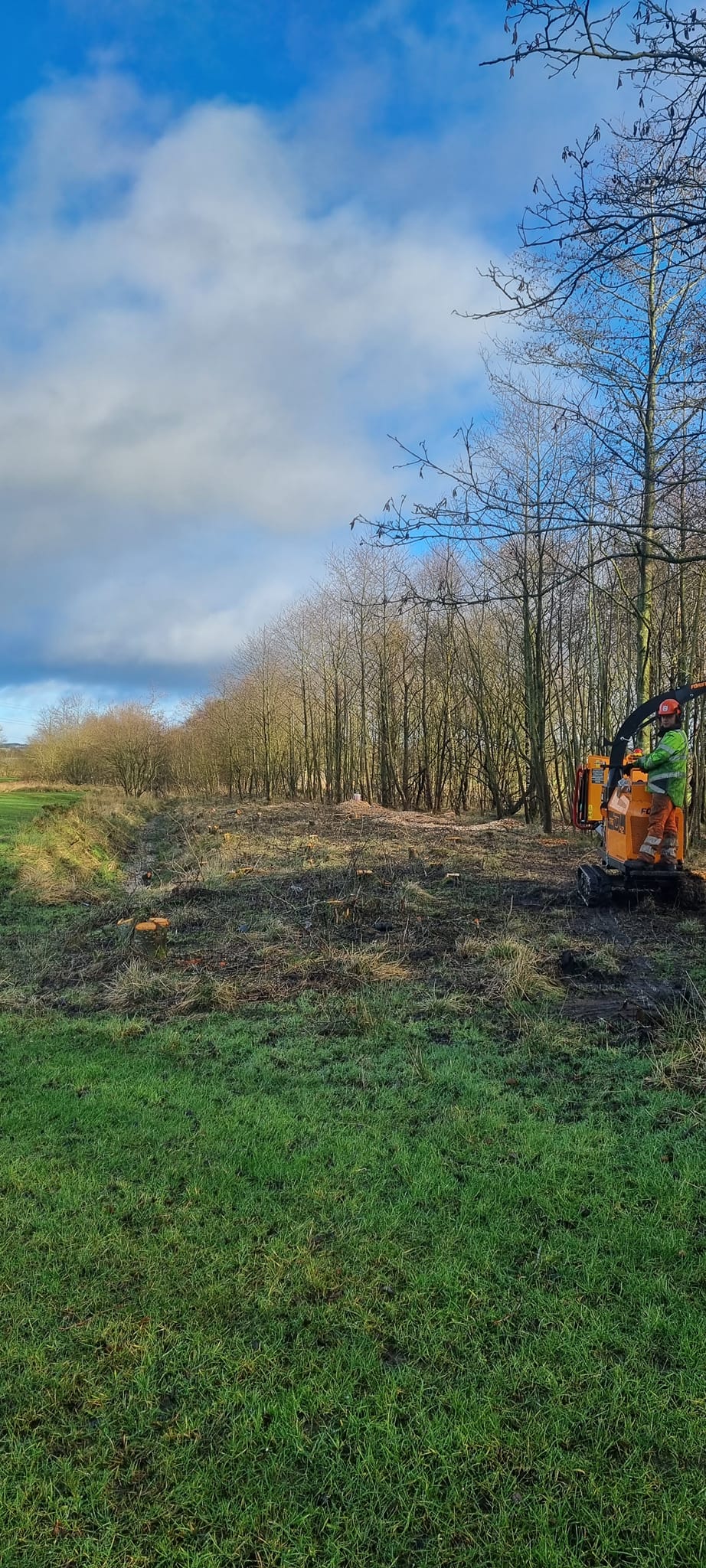 Tree surgeon services