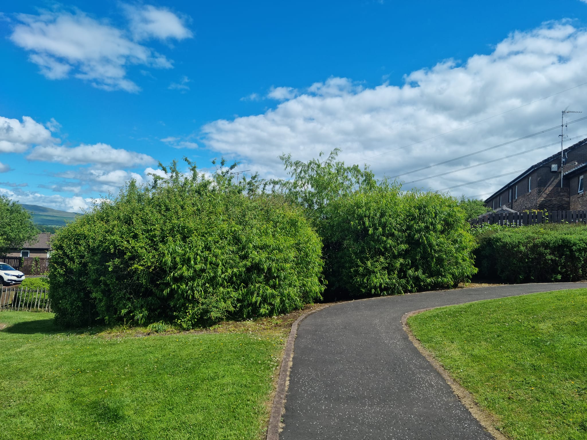 Hedge Maintenance Services