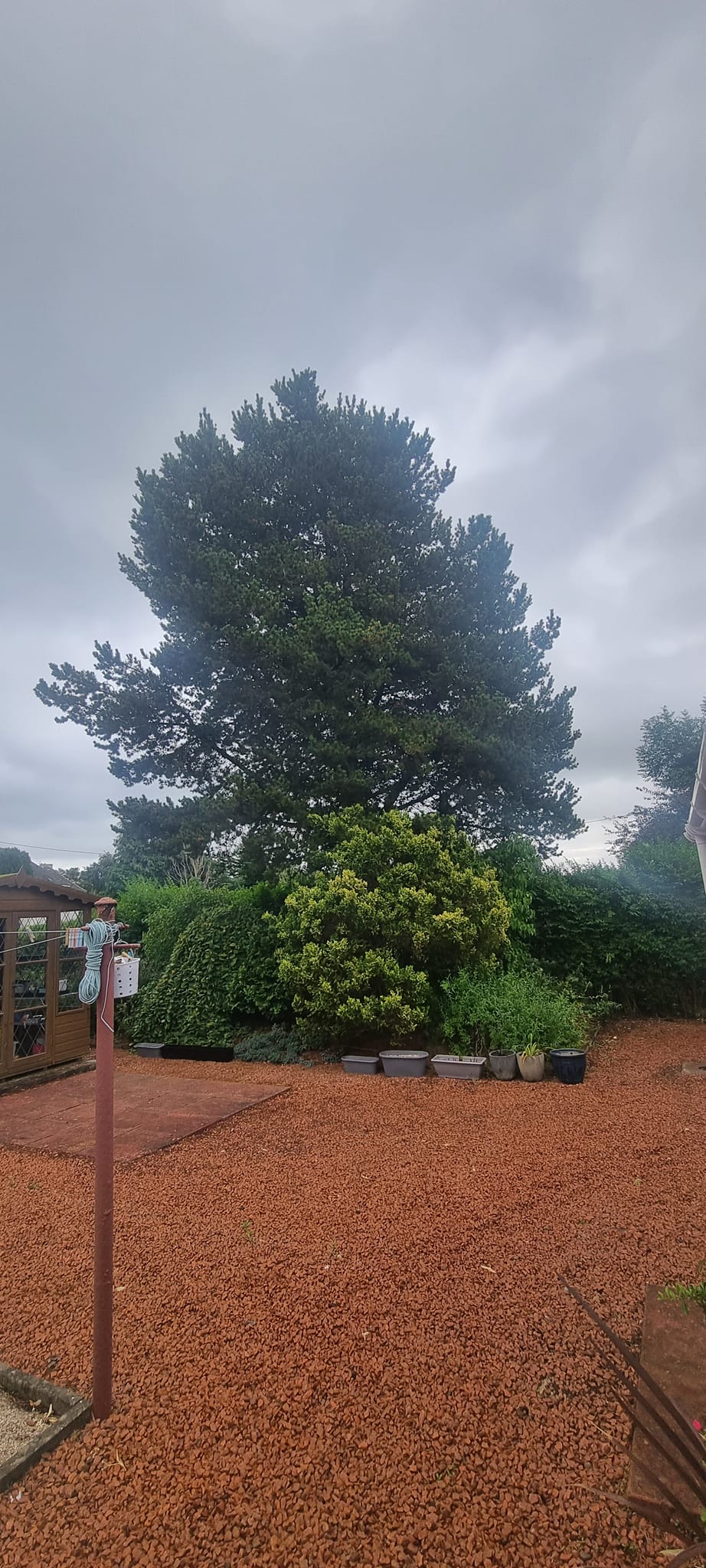 Tree surgeon services