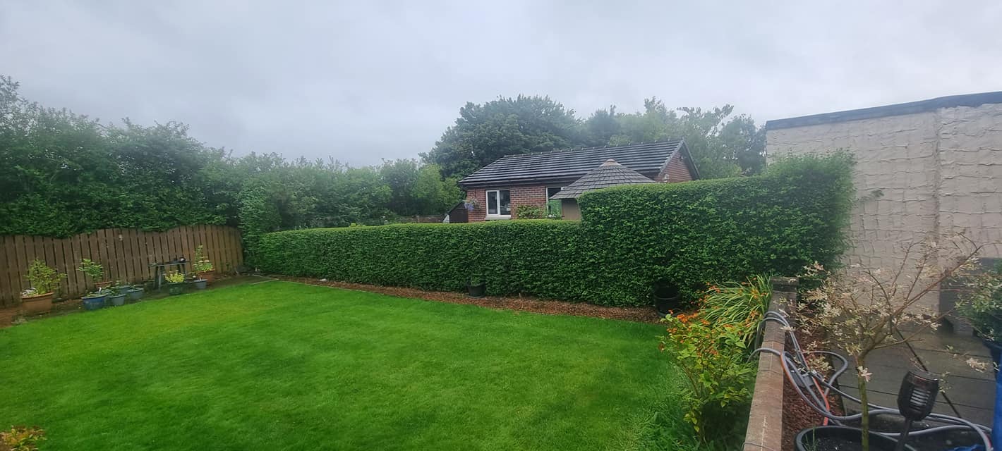 Hedge Maintenance Services