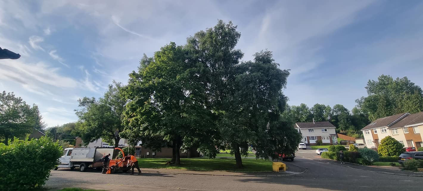 Tree surgeon services