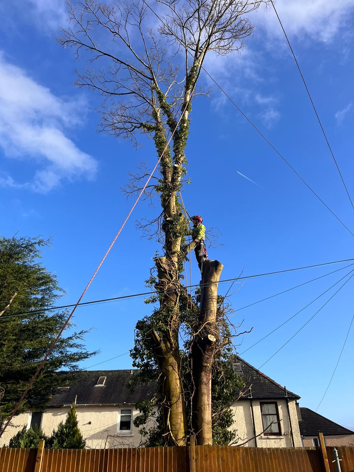 Tree surgeon & garden maintenance services