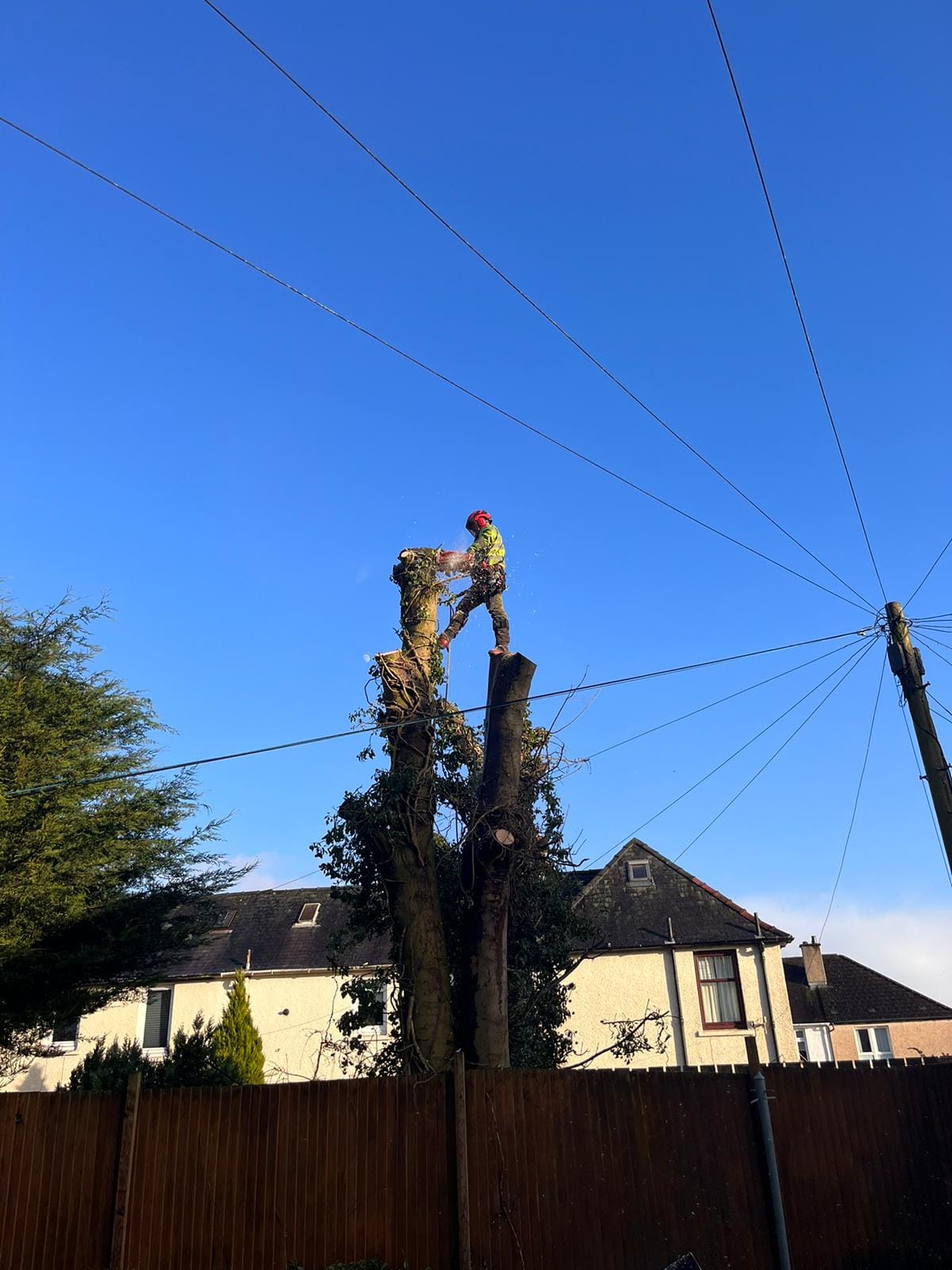 Tree surgeon & garden maintenance services