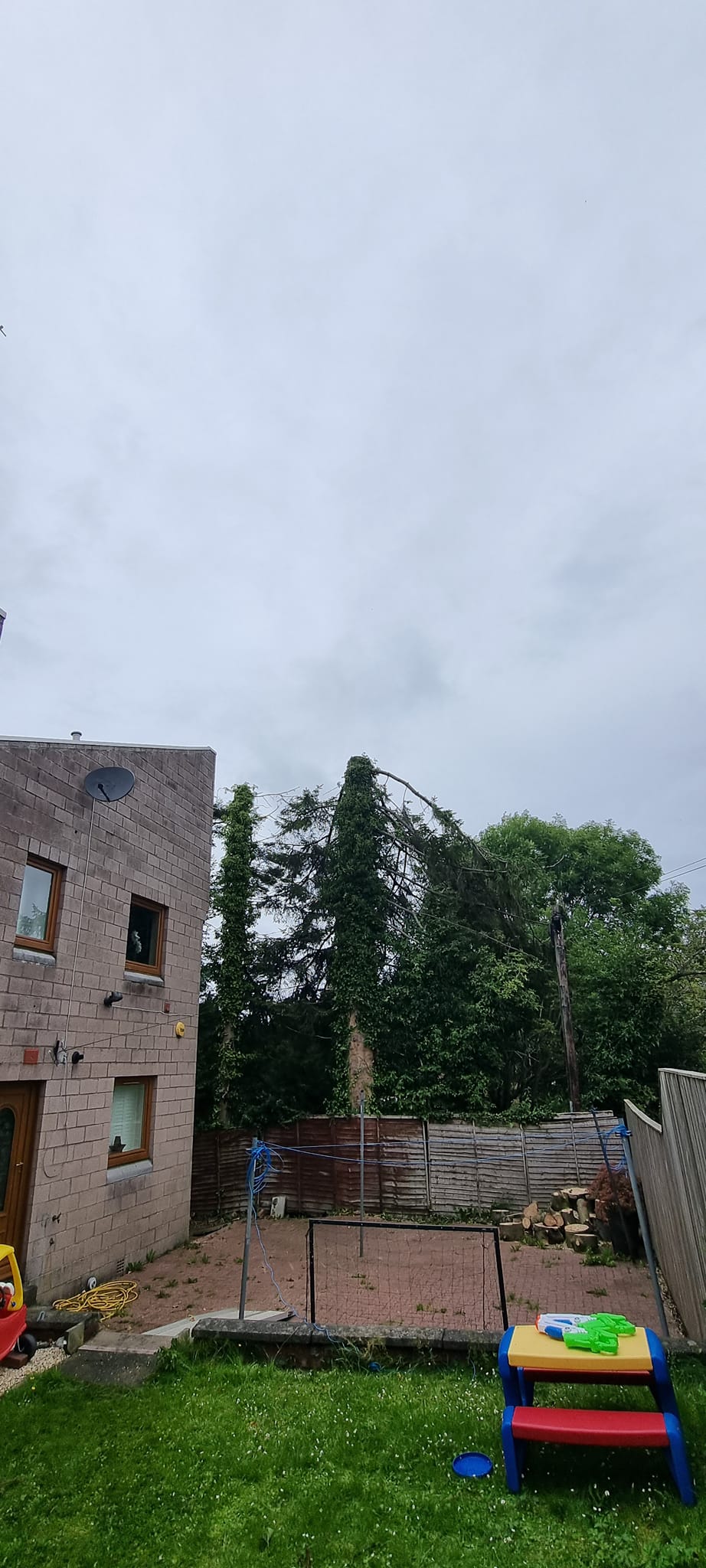 Tree surgeon & garden maintenance services