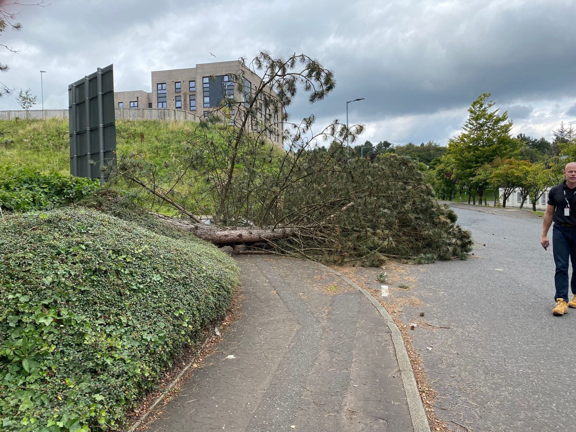 Tree surgeon & garden maintenance services