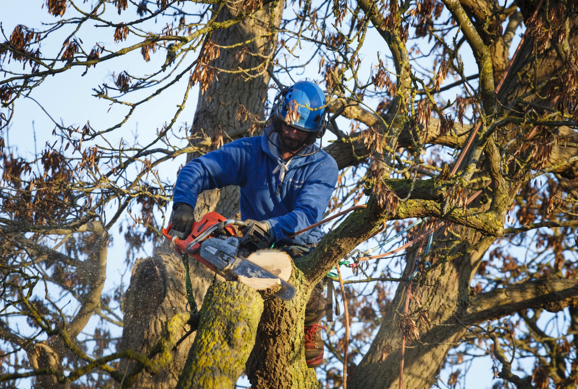 Tree Surgeon working on a tree