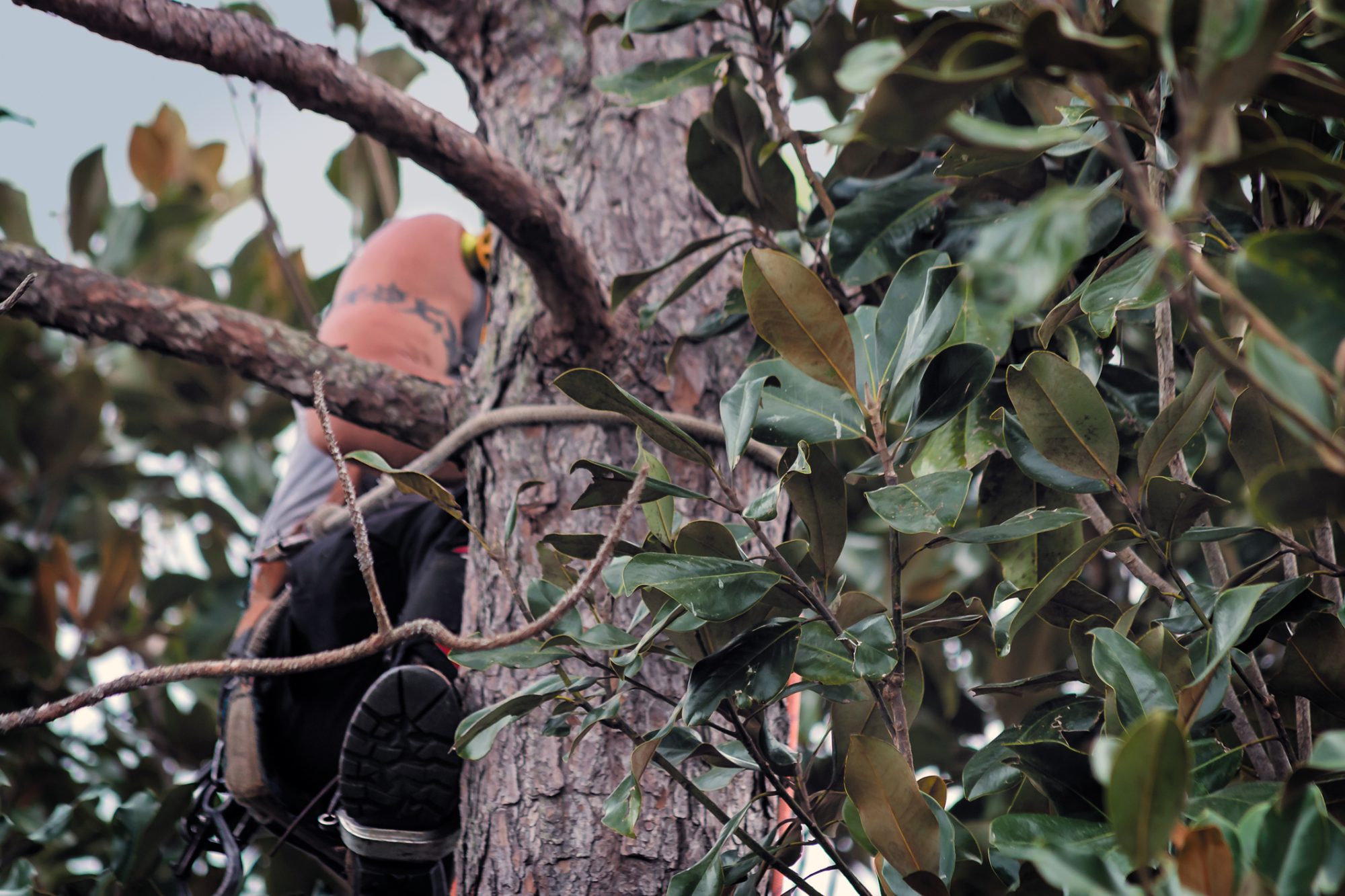 Tree Surgeon scales Magnolia tree with tree climber spurs